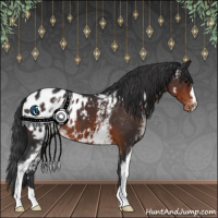 Horse Color:White Spotted Brown Appaloosa 