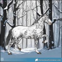 Horse Color:Brown Appaloosa