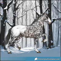 Horse Color:Brown Appaloosa 