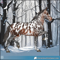 Horse Color:Brown Appaloosa
