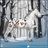 Horse Color:Brown Appaloosa 