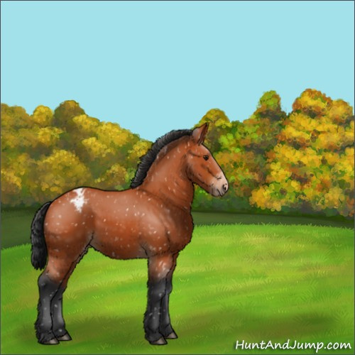 Horse Color:Bay Appaloosa 