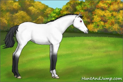 Horse Color:Bay Chinchilla Roan 