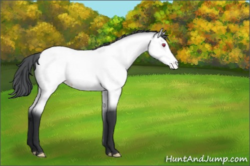 Horse Color:Bay Chinchilla Appaloosa 