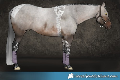 Horse Color:Brown Dun Tobiano Rabicano 