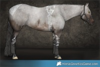 Horse Color:Brown Dun Tobiano Rabicano 