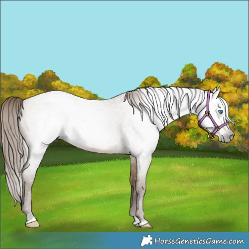 Horse Color:Gray Buckskin Roan Pearl 