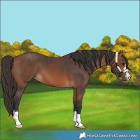 Horse Color:Bay 