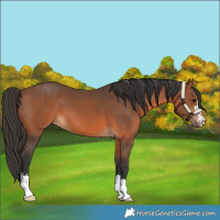 Horse Color:Bay 