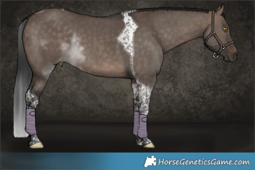 Horse Color:Brown Dun Tobiano Rabicano 