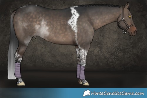 Horse Color:Brown Dun Tobiano Rabicano 