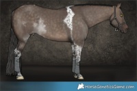 Horse Color:Brown Dun Tobiano Rabicano 