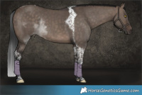 Horse Color:Brown Dun Tobiano Rabicano 