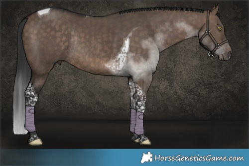 Horse Color:Brown Dun Tobiano Rabicano 
