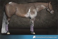 Horse Color:Brown Dun Tobiano Rabicano 
