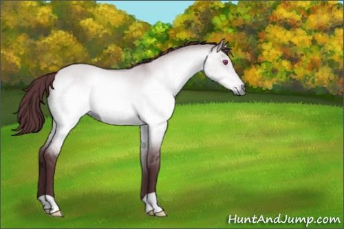 Horse Color:Chocolate Brown Chinchilla Dun 