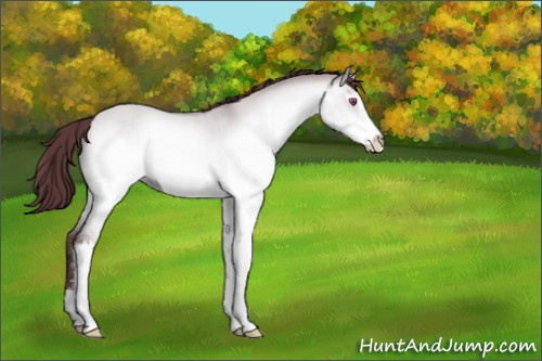 Horse Color:Chocolate Brown Chinchilla Dun Sabino 