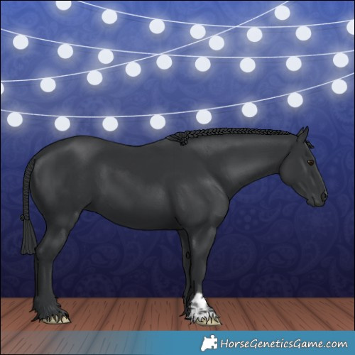 Horse Color:Black Chinchilla 