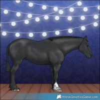 Horse Color:Black Chinchilla 