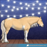 Horse Color:Palomino Tobiano 