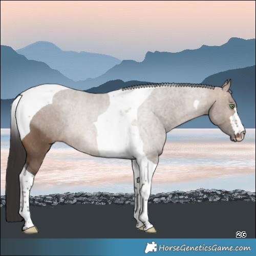 Horse Color:Brown Dun Tobiano Rabicano 