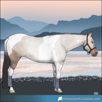 Horse Color:Brown Dun Tobiano Rabicano 