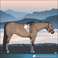 Horse Color:Brown Dun Tobiano Rabicano 