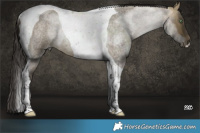 Horse Color:Buckskin Roan Dun Tobiano Rabicano 
