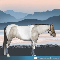 Horse Color:Buckskin Roan Dun Tobiano Rabicano 