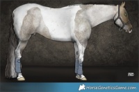 Horse Color:Buckskin Roan Dun Tobiano Rabicano 
