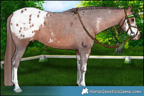 Horse Color:Chocolate Bay Sabino Appaloosa