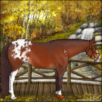 Horse Color:Chocolate Brown Sabino Blanket 