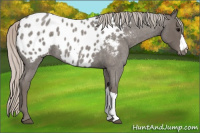 Horse Color:Silver Blue Roan Appaloosa