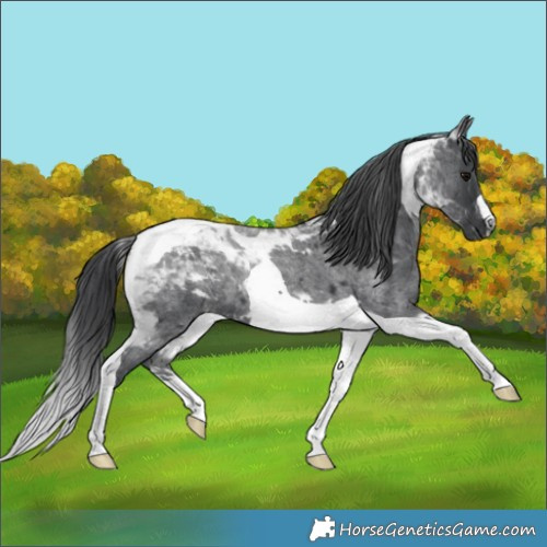 Horse Color:Blue Roan Tobiano 