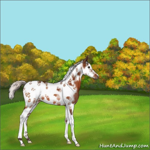 Horse Color:Silver Brown Splash Tobiano Frame 