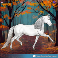Horse Color:Gray White Spotted Red Dun Appaloosa 