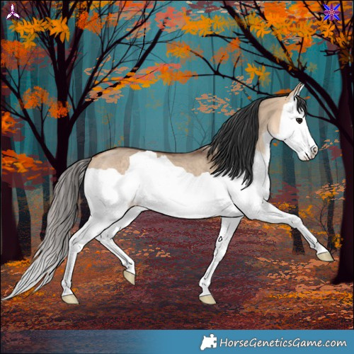 Horse Color:Bay Dun Splash Rabicano 