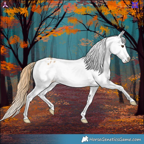 Horse Color:Buckskin Dun Appaloosa 