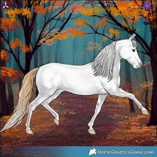 Horse Color:Buckskin Dun Appaloosa 