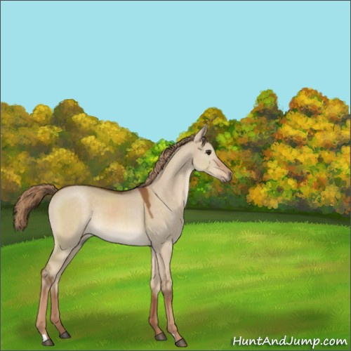 Horse Color:Red Dun Rabicano 
