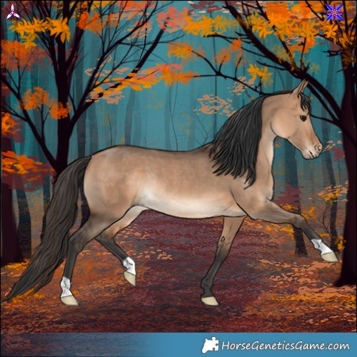 Horse Color:Bay Dun Rabicano 