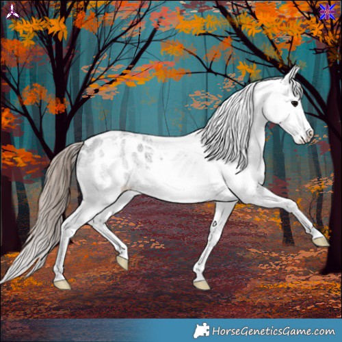 Horse Color:Blue Roan Splash Appaloosa 