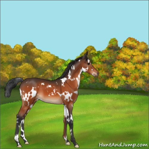 Horse Color:White Spotted Bay 