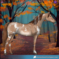 Horse Color:White Spotted Red Dun Rabicano 