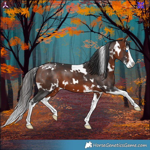 Horse Color:White Spotted Bay Sabino Splash 
