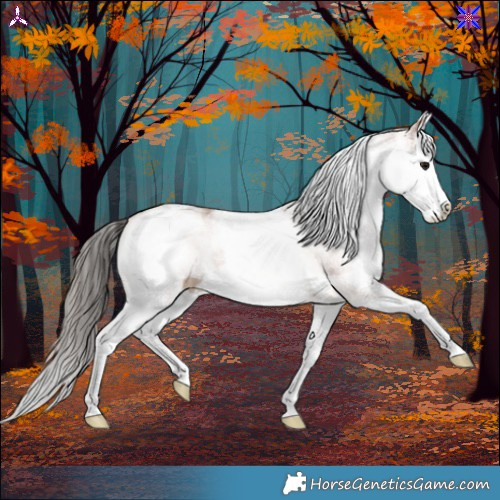 Horse Color:White Spotted Bay Splash 