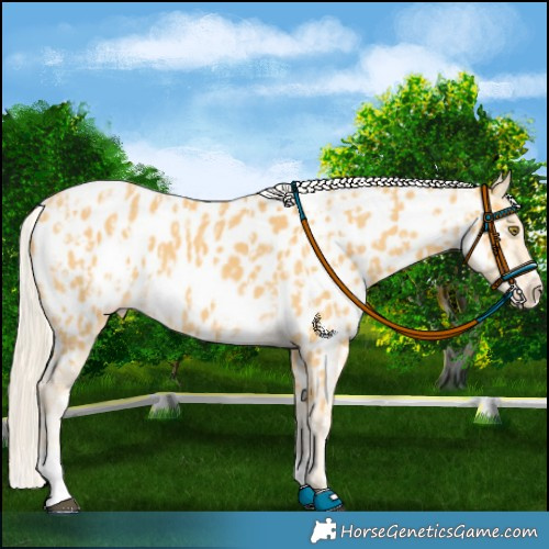Horse Color:Palomino Appaloosa and Palomino Appaloosa
