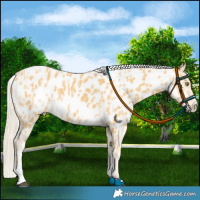 Horse Color:Palomino Appaloosa  and Palomino Appaloosa 
