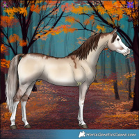 Horse Color:Red Dun Onyx Splash