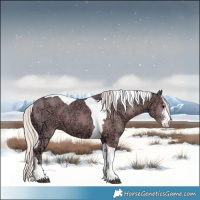 Horse Color:Watercolor Silver Black Ice Sabino Tobiano 